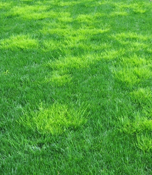 How to get rid of Winter Grass Love The Garden